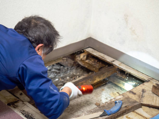 Best Crawl Space Mold Removal  in Cincinnati, OH