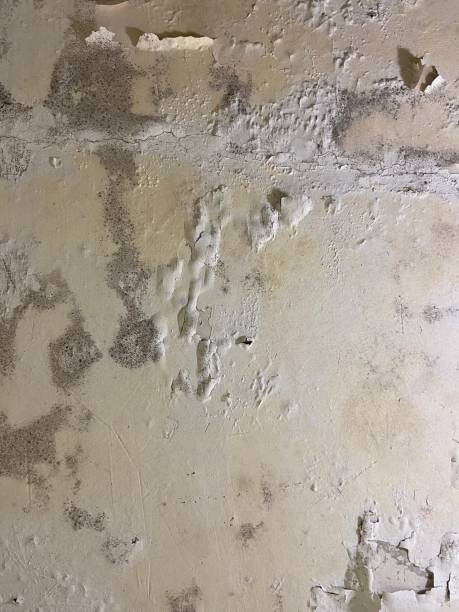 Best Professional Mold Removal  in Cincinnati, OH
