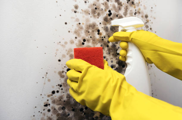 Trusted Cincinnati, OH Mold Removal Experts