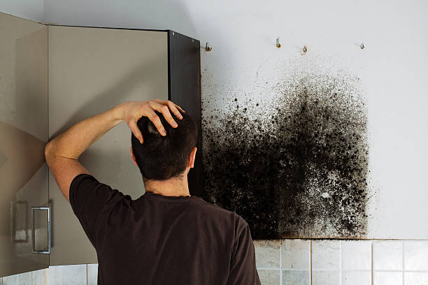 Best Fast Mold Removal  in Cincinnati, OH
